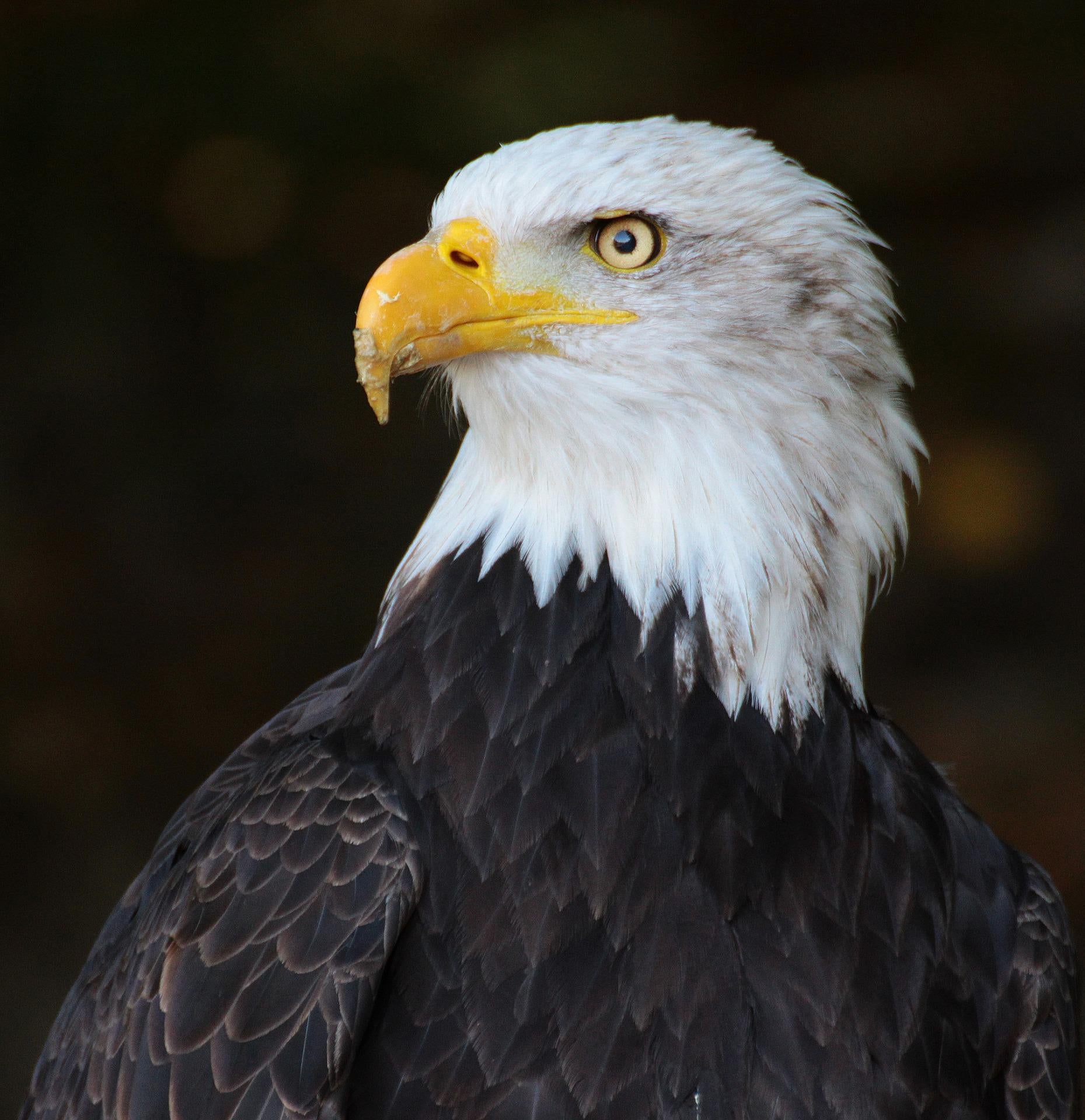 Profound Symbolism and Spiritual Meaning of The Powerful Bird Eagles ...