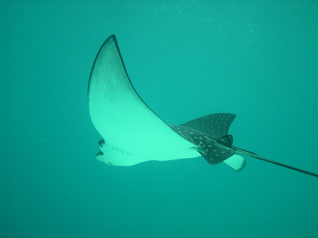 stingray