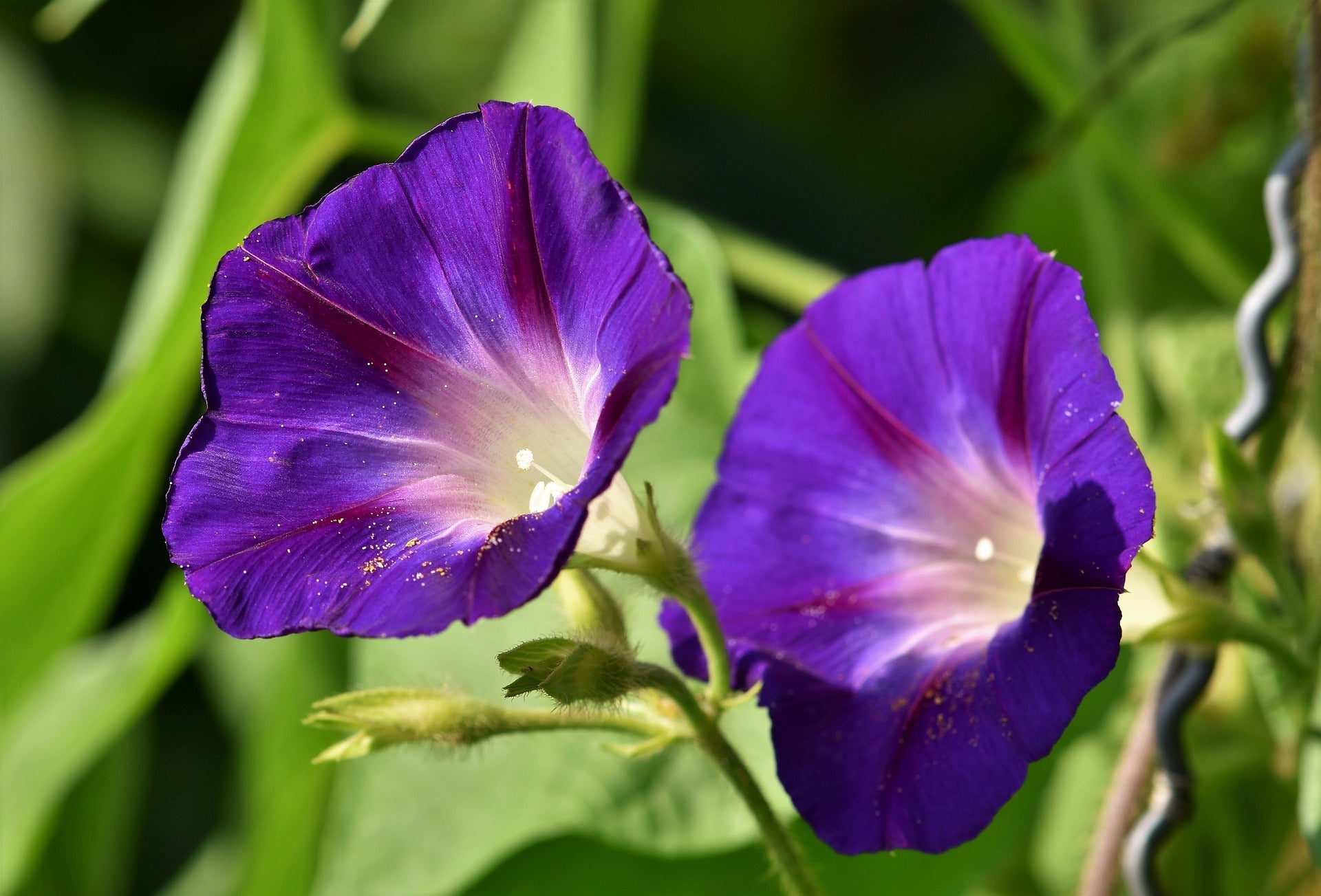 Morning Glory Flower Meaning, Spiritual Symbolism, Color Meaning & Mor –  Hello-Fearless