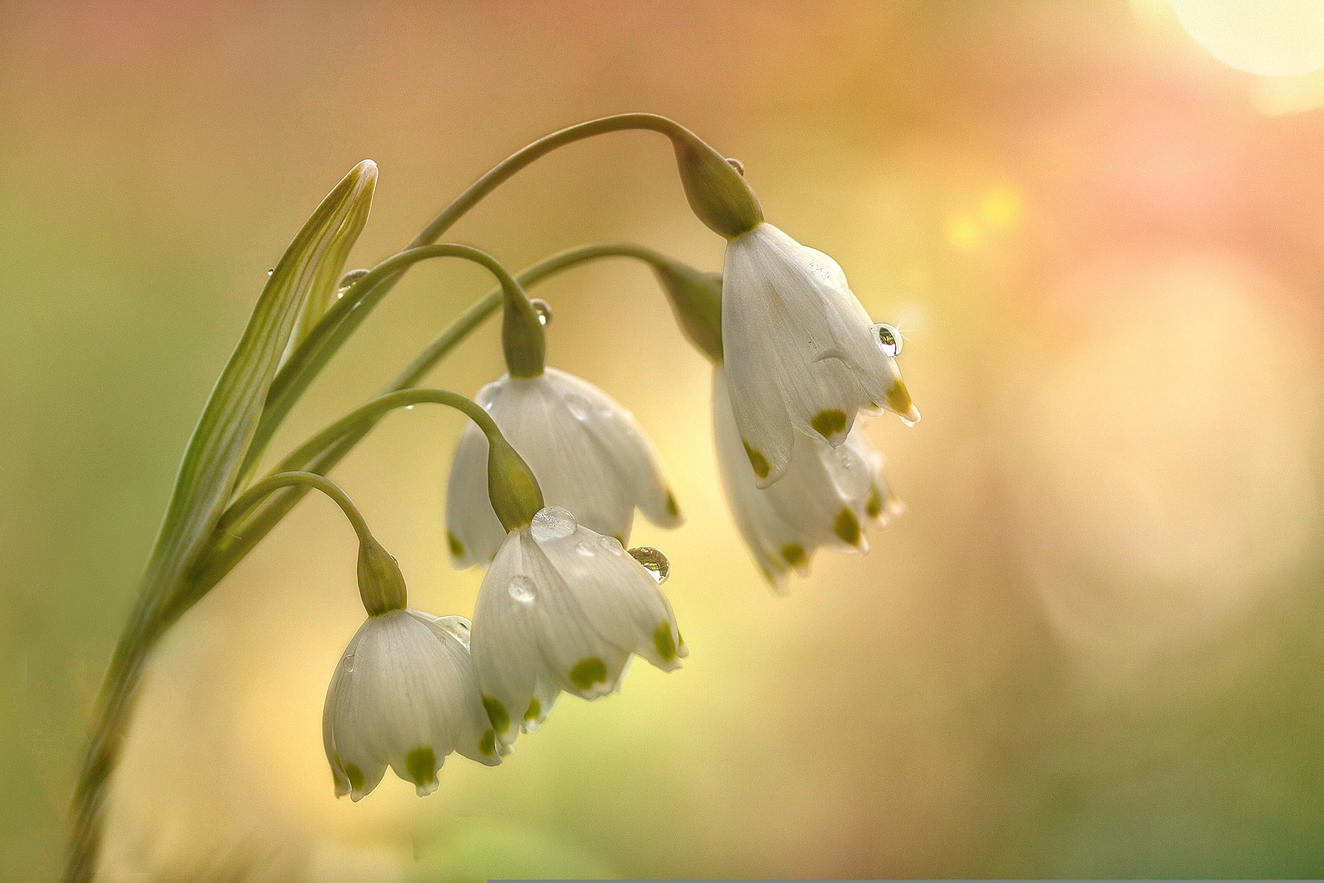 Snowdrop Flower Meaning, Spiritual Symbolism, Color Meaning & More ...