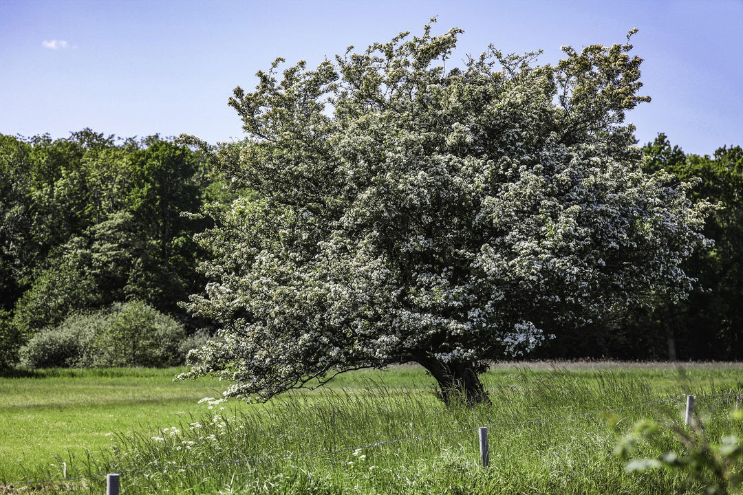 hawthorn