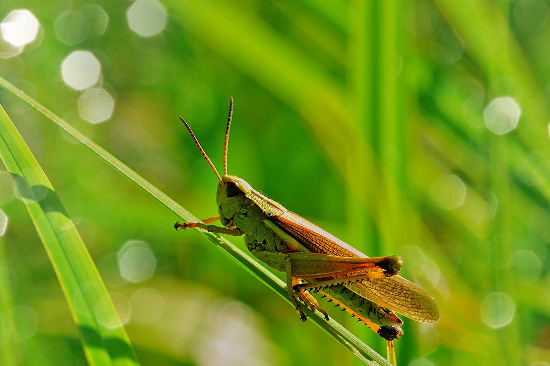 grasshopper