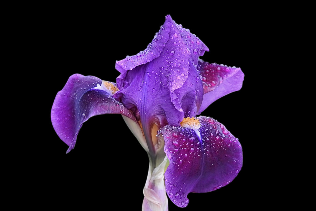 iris