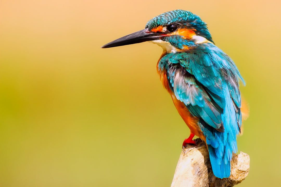 kingfisher