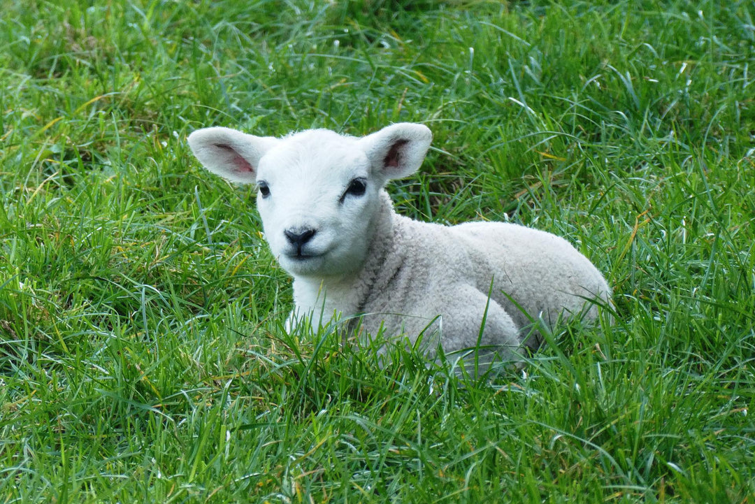 lamb