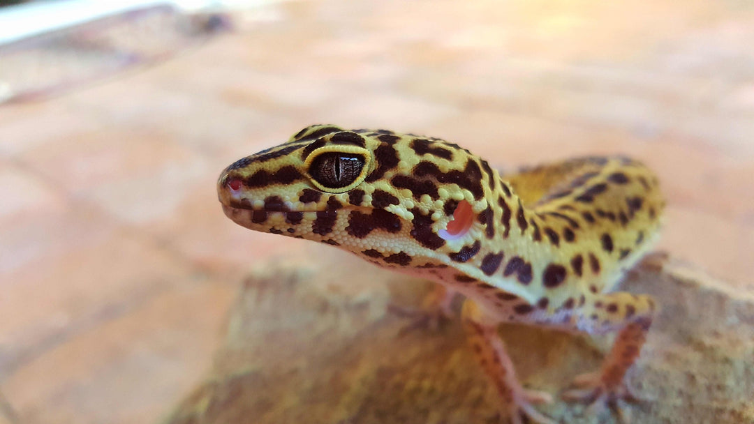 gecko