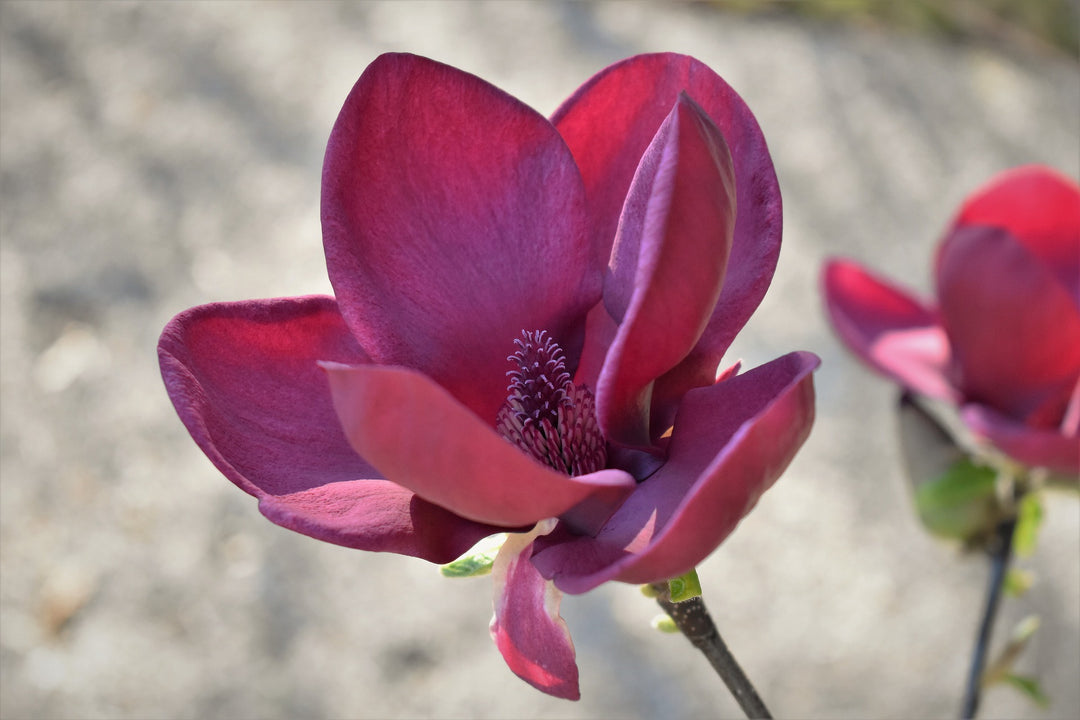 magnolia