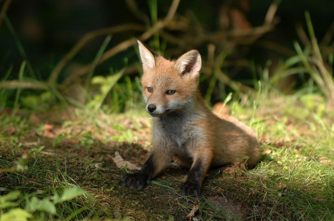 fox