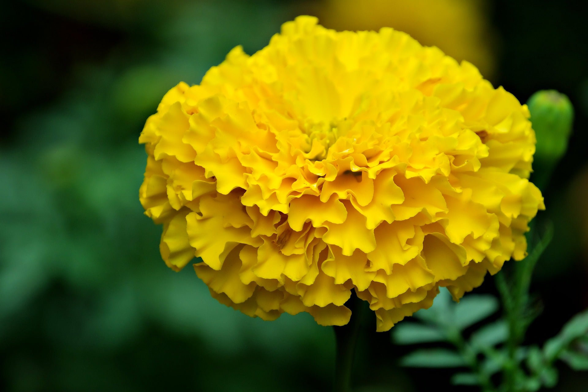 Marigold Flower Meaning, Spiritual Symbolism, Color Meaning & More 