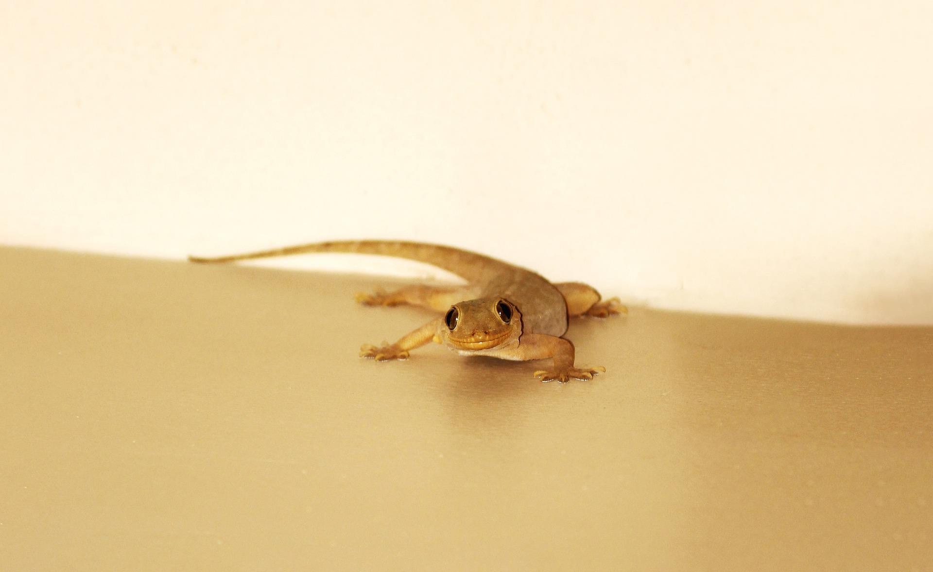Understanding The Lizards As Your Totem Animal: Symbolism, Insights, A – Hello-Fearless