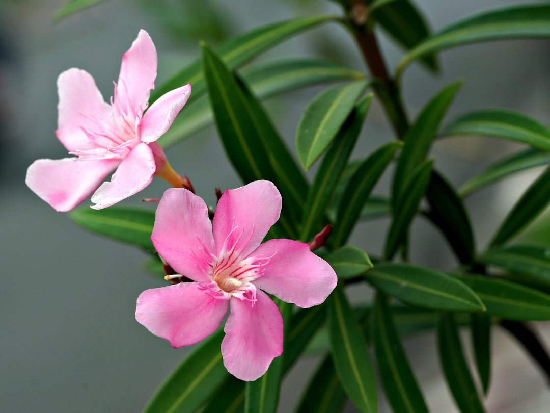 oleander