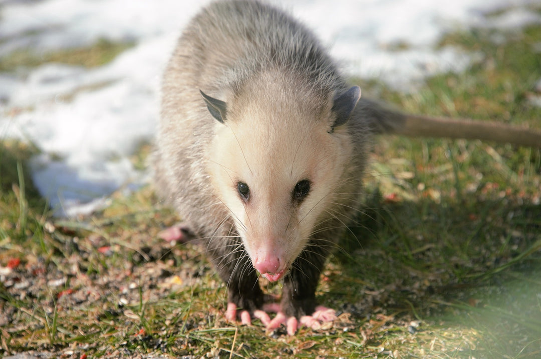 possum