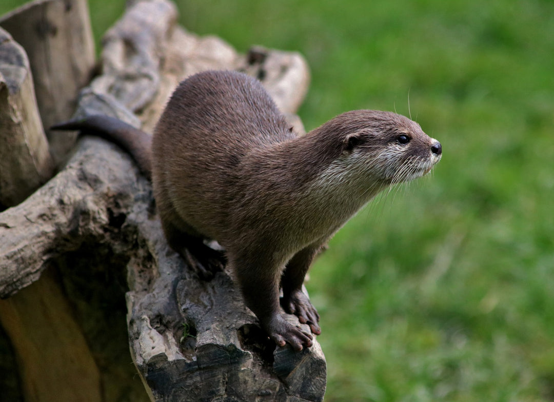 otter