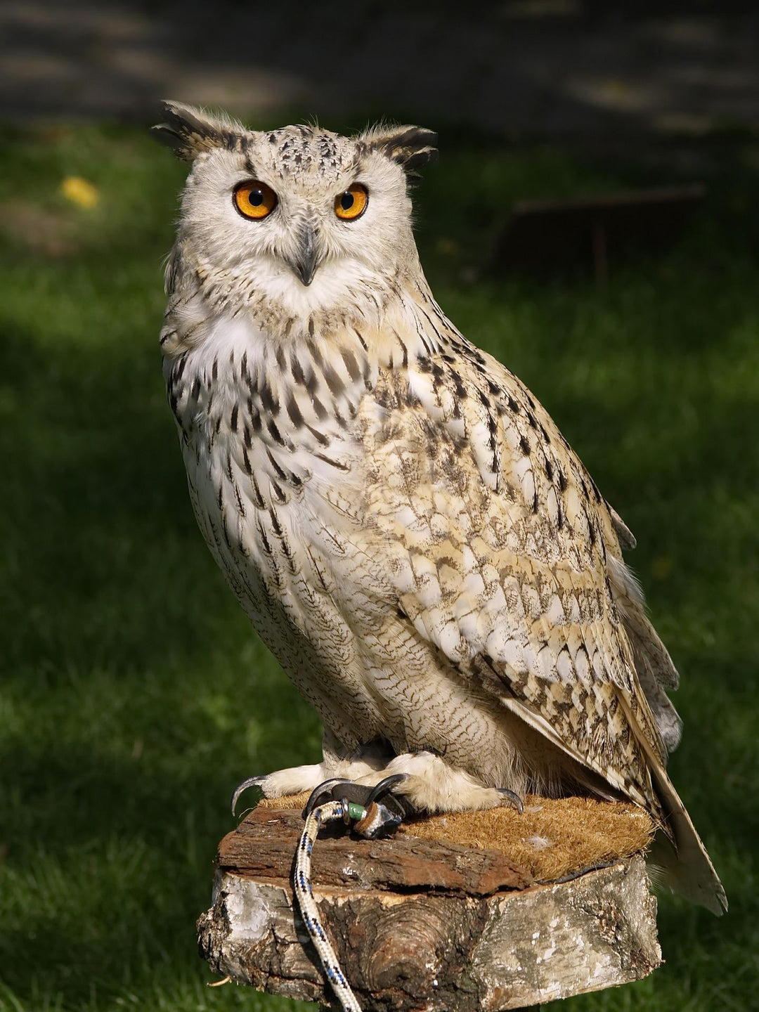 owl