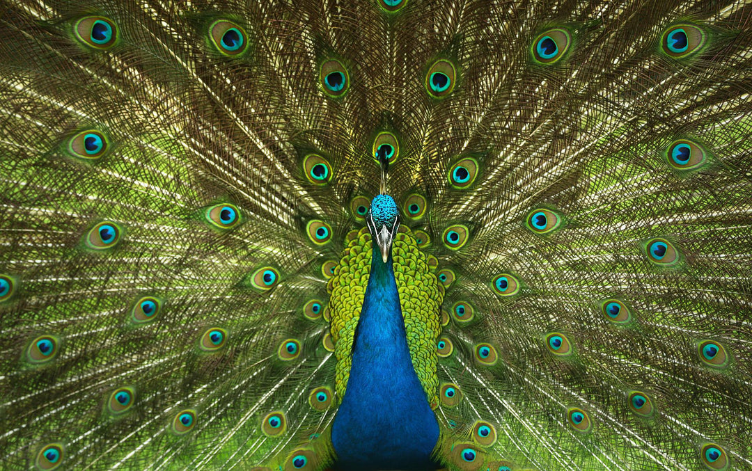 peacock