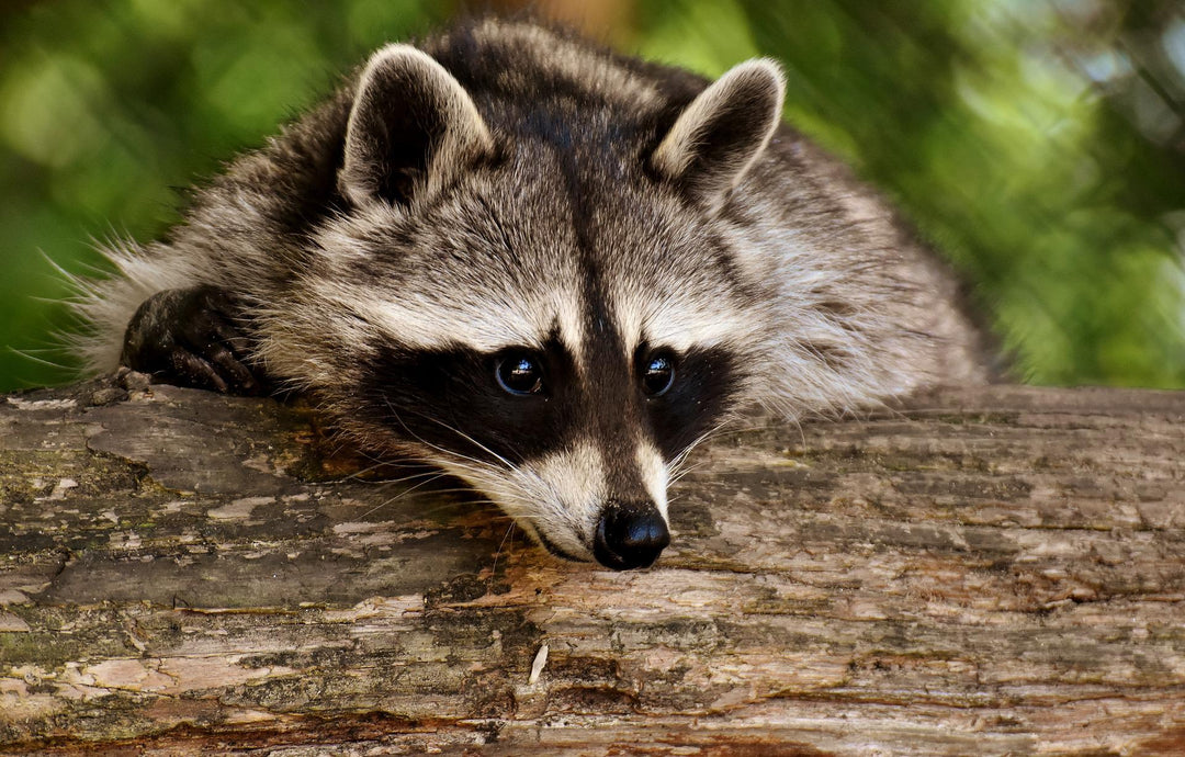 raccoon