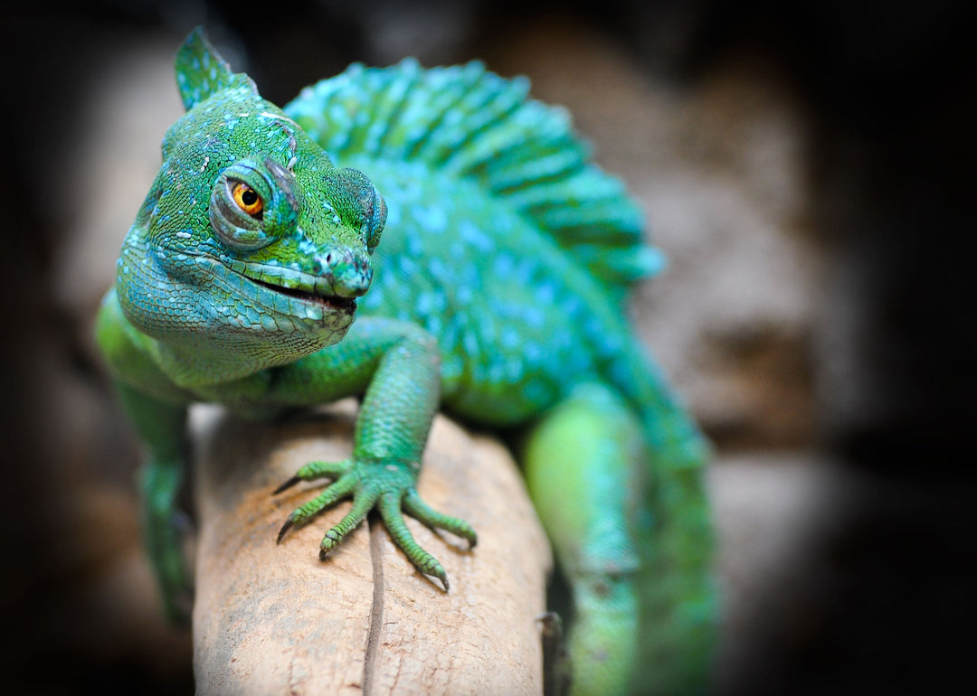 Chameleon: Spiritual Meaning, Dream Meaning, Symbolism & More