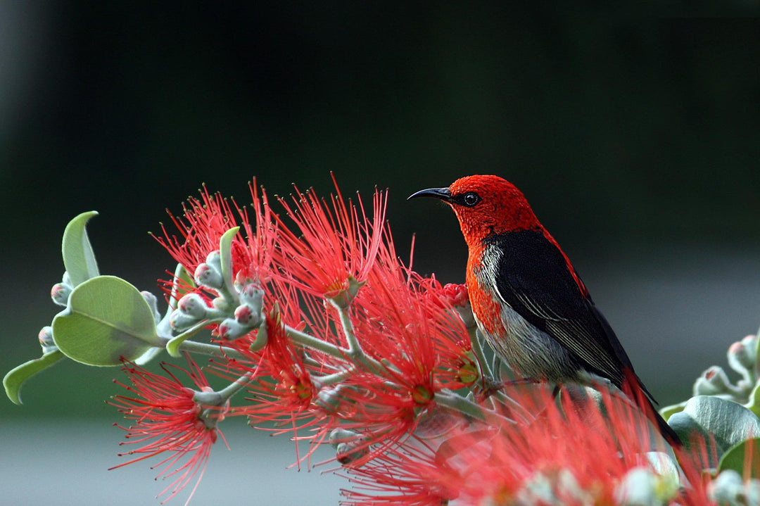 red bird