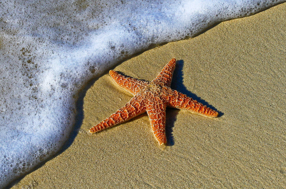 starfish