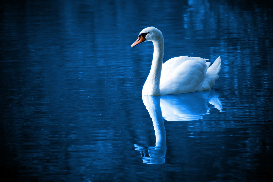 swan