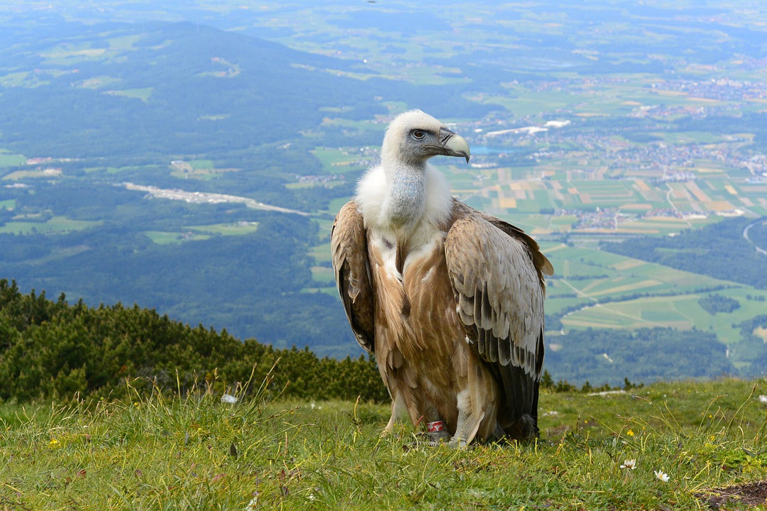 vulture