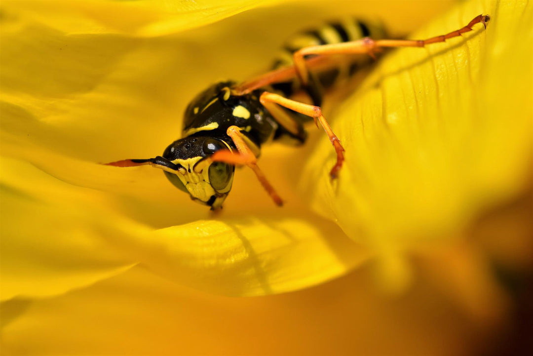 wasp