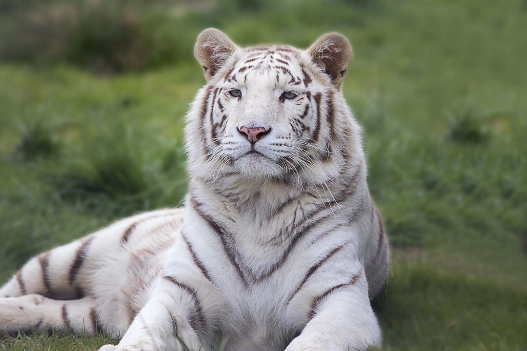 white tiger